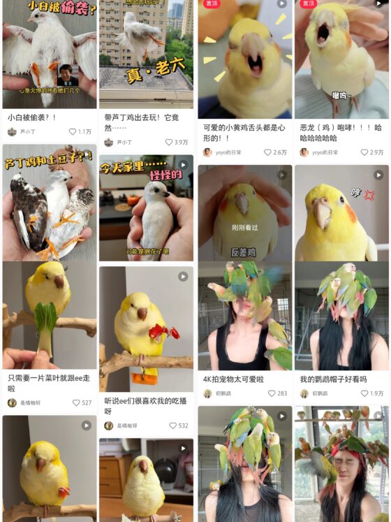 半湖秋水 6.27第四次小红书训练营打卡-流量情报局-嗨推旗下流量情报局